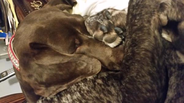 /Images/uploads/Southeast German Shorthaired Pointer Rescue/segspcalendarcontest2018/entries/9034thumb.jpg
